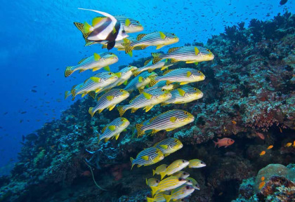 Maldives - Prodivers Lily Beach