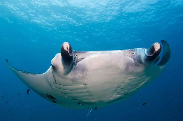 Maldives - Prodivers Lily Beach