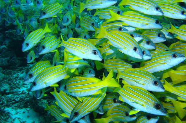 Maldives - Centre de plongée TGI diving - Banc de fusiliers