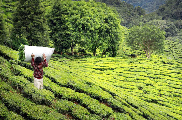 Sri Lanka - Plantation de thé © Shutterstock, Carlos Amarillo
